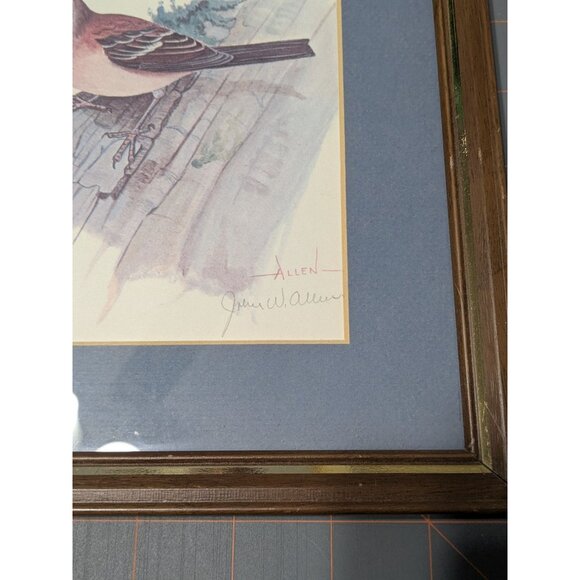 Vintage Framed Bird Print by John W. Allen with Wooden Frame & Blue Matting - Picture 8 of 10